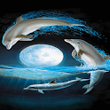 Dolphins Moonlight Live Wallpa logo