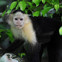 White-headed Capuchin Monkey