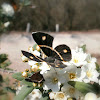 Orange-banded Metalmark.