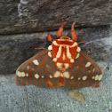 Regal Moth