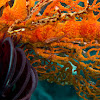 Gorgonian, Crinoid and Erythrops Goby