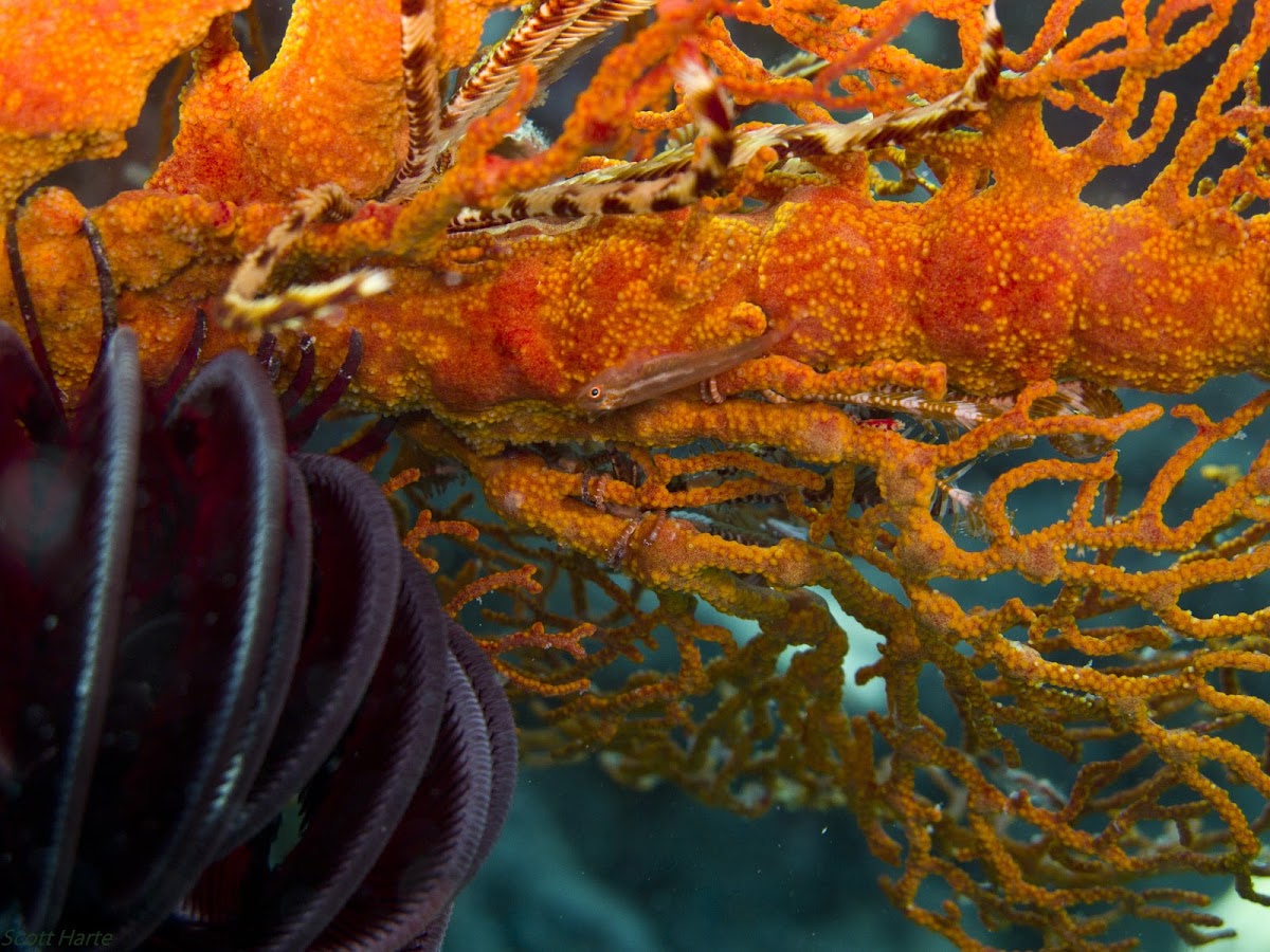 Gorgonian, Crinoid and Erythrops Goby