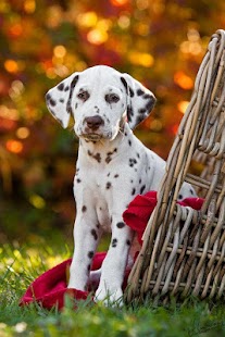 How to get Dalmatians Wallpapers HD patch 1.0 apk for bluestacks