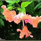 Double-flowering Hibiscus