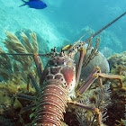 Caribbean Spiny Lobster