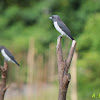 Peapasa / White-breasted Woodswallow