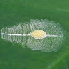 planthopper egg mass