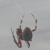 Arabesque Orbweaver Spider