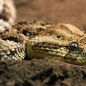 Puff Adder