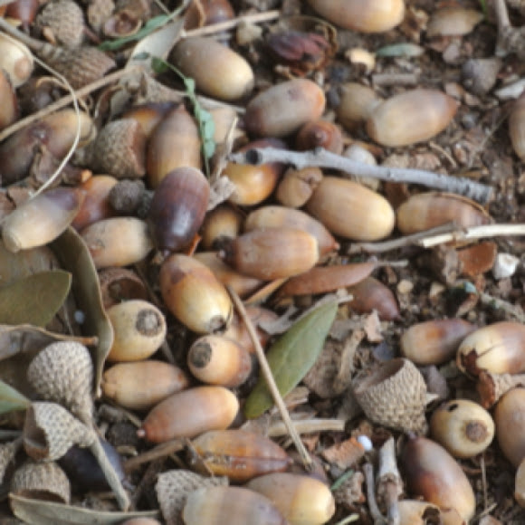 Live Oak acorns Project Noah