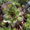 Hens and Chicks