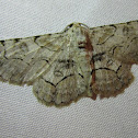 Bent-line Gray Moth