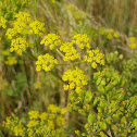 Wild parsnip