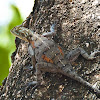 Tree Agama Lizard