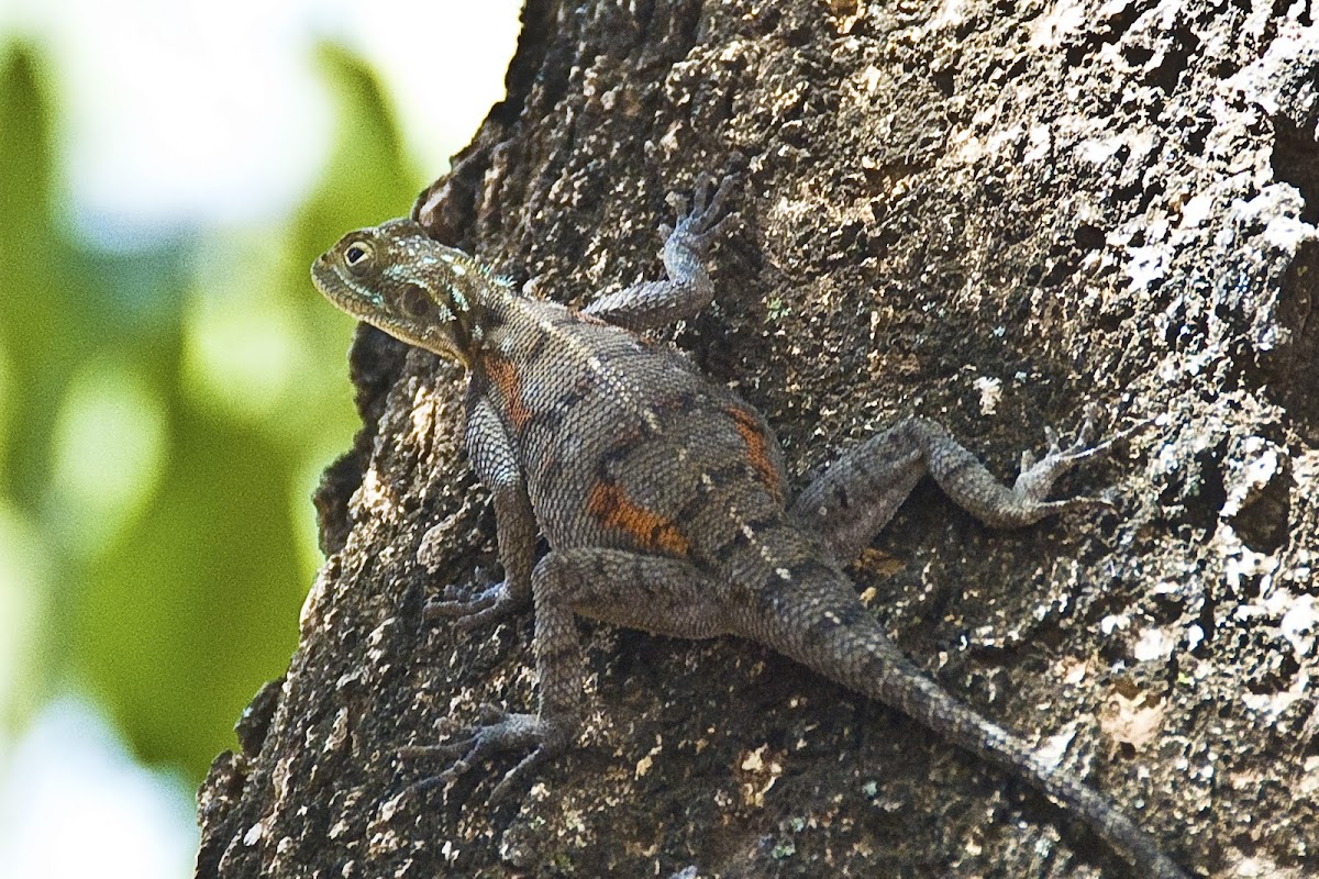 Tree Agama Lizard