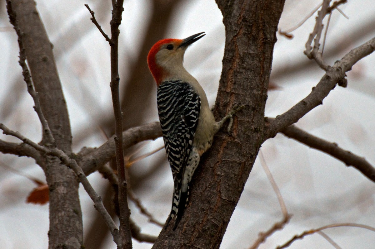 Red-Bellied Woodpecker