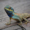 Indo-Chinese Forest Lizard, Indo-Chinese Bloodsucker or Blue-crested Lizard