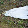 Catttle Egret (deceased)
