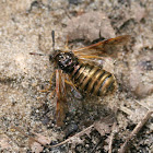cimbicid sawfly