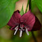 Red Trillium