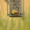 American Goldfinch Female