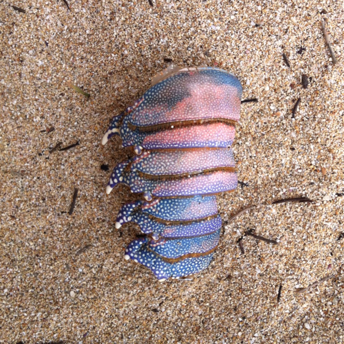 Lobster shell