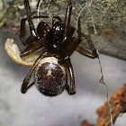 Orange-legged spider