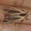 Arctiid moth