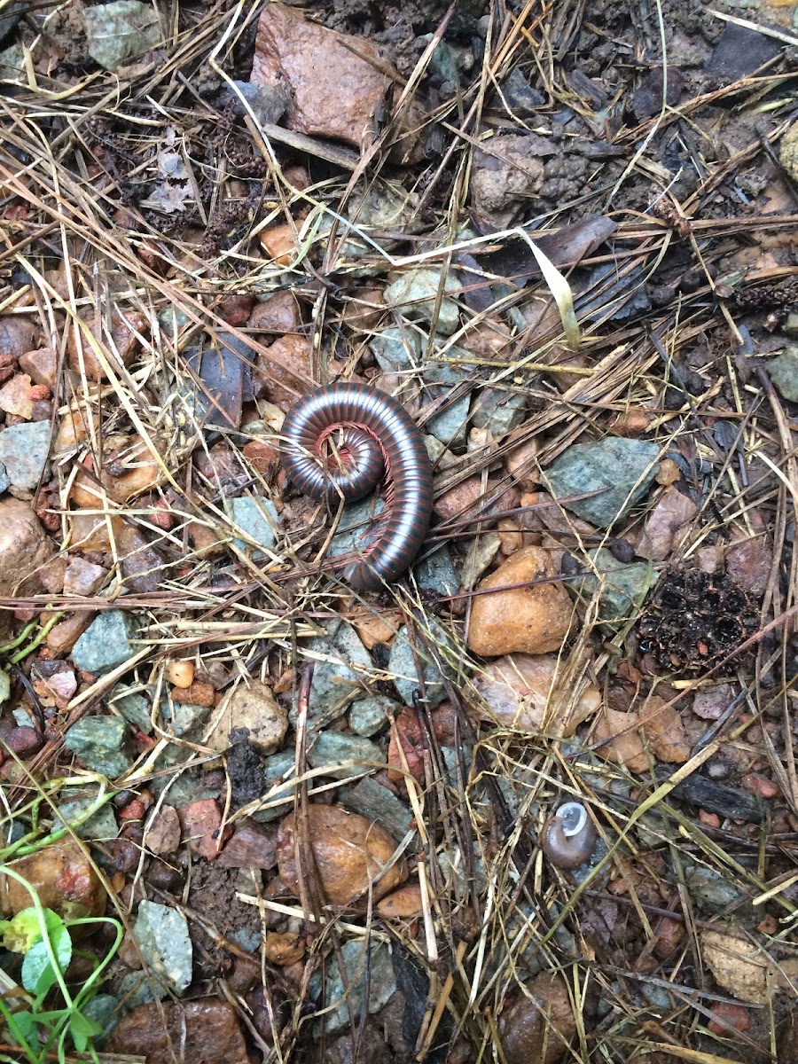 Millipede