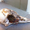 Red-Bellied Woodpecker skull