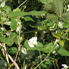 Cabbage white(mating pair)