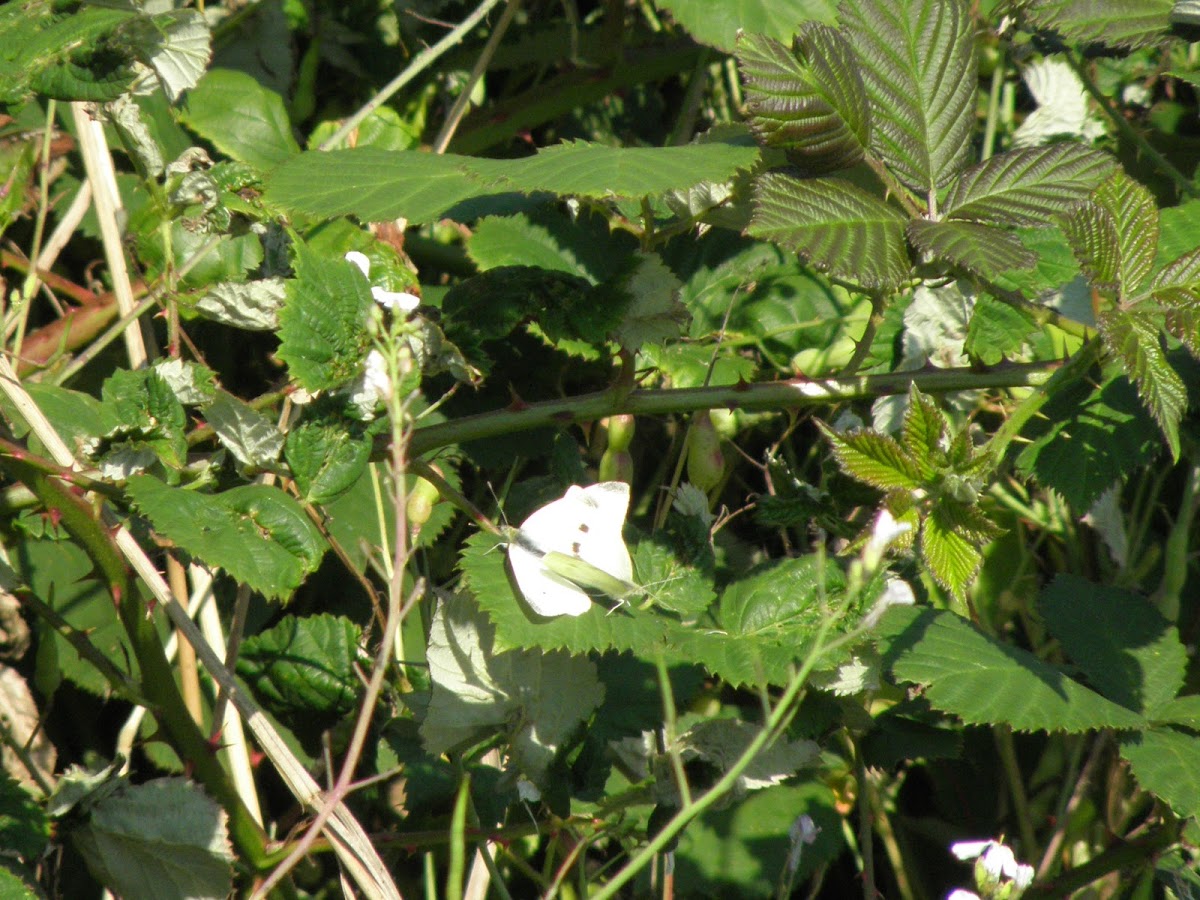 Cabbage white(mating pair)