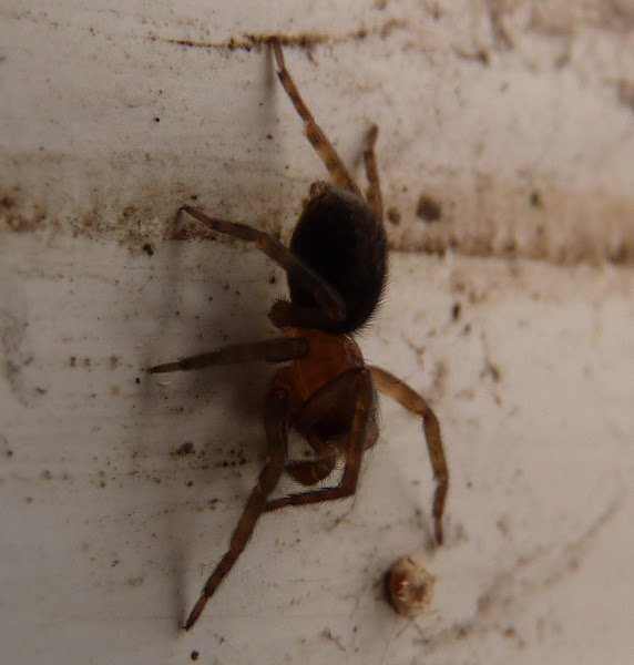 Domestic house spider | Project Noah