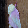 Rosy Maple Moth