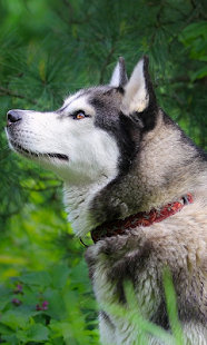 How to install Husky Live Wallpaper patch 1.0 apk for bluestacks