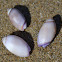 Purple Olive Snail
