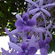 Sandpaper Vine, Purple Wreath