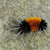 Spotted Tussock Moth
