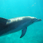 Indo-pacific bottlenosed dolphin