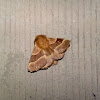 Lackey moth