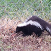 Striped Skunk