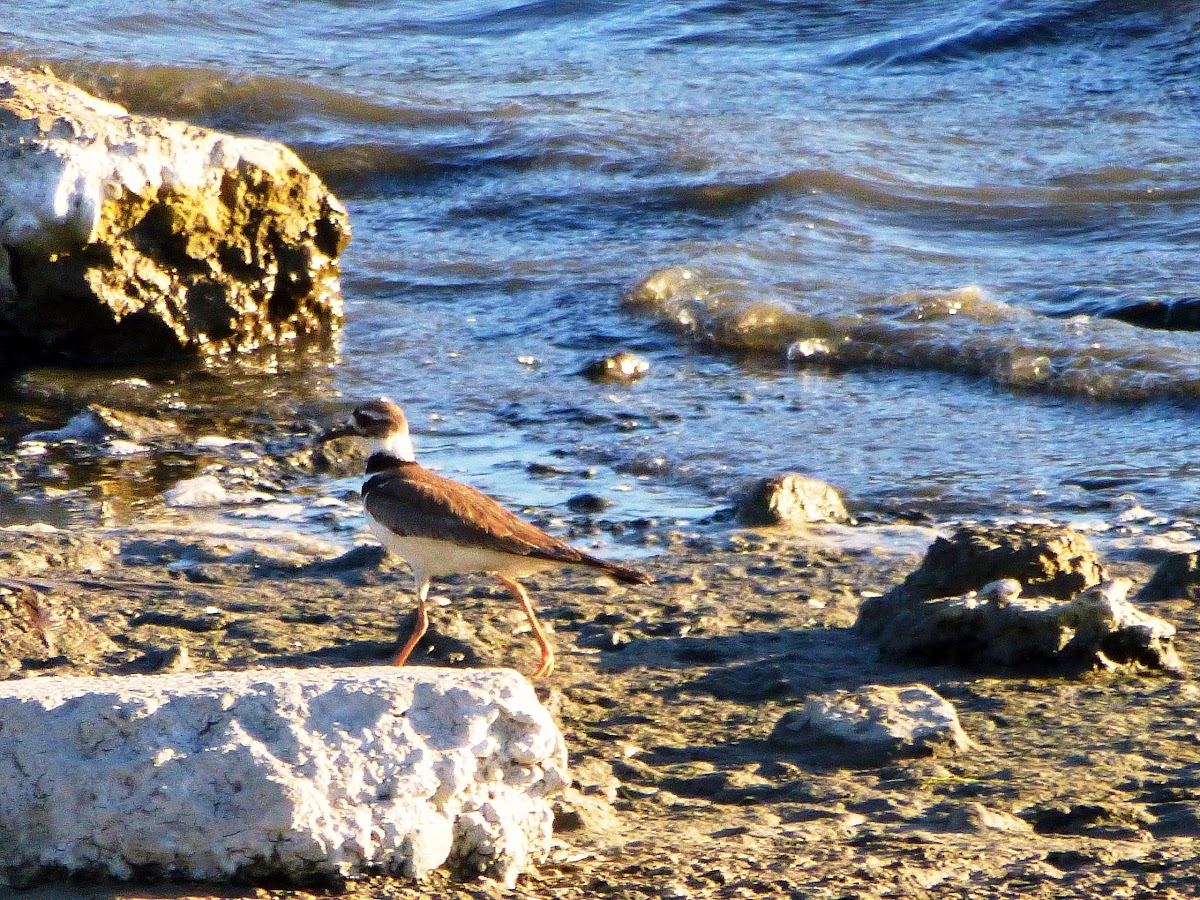 Kildeer