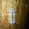 Hickory Tussock Moth (larva)