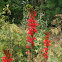 Cardinal Flower