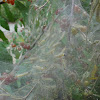 Fall Webworms (Caterpillars)