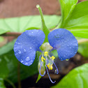 Commelina benghalensis