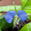 Commelina benghalensis