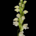 Creeping Lady's Tresses