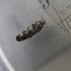 Gelechioid moth