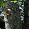 Rose-breasted Grosbeak